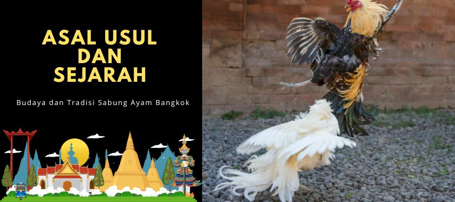 Asal Usul dan Sejarah Sabung Ayam Bangkok